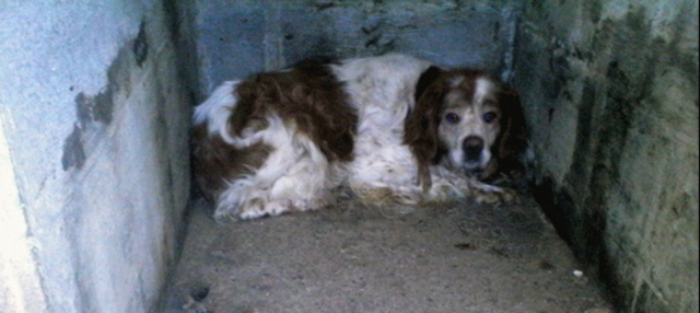 Picardie : un épagneul breton était enfermé dans un garage depuis neuf ans