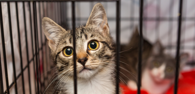 Val-de-Marne : 250 chats risquent d’être euthanasiés à cause de lotos illégaux