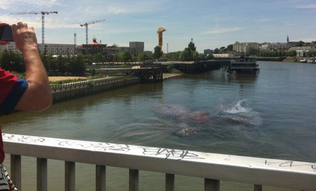 IMAGES Un poulpe (vraiment) géant à Nantes : c’est quoi cette histoire ?