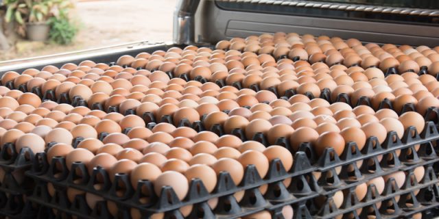 La crise des œufs contaminés arrive en France : que risquez-vous ?