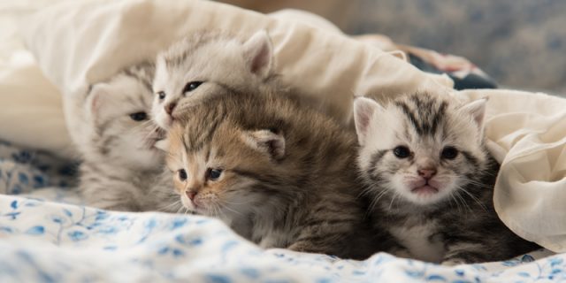 Chatons dans des bocaux : la découverte macabre de la SPA de Saint-Malo