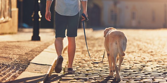 Un homme condamné pour avoir promené son chien… les parties intimes à l’air !