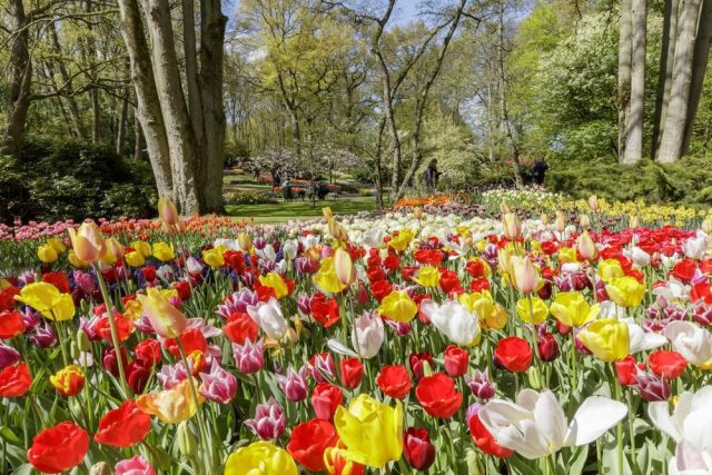Vous aimez les tulipes ? Visitez le Keukehof, le plus grand parc floral au monde !