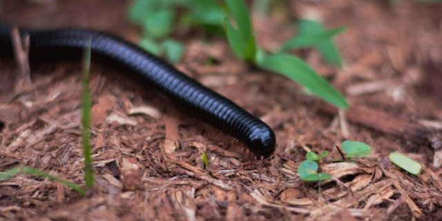 ALERTE Invasion de mille-pattes en France : êtes-vous concerné ?