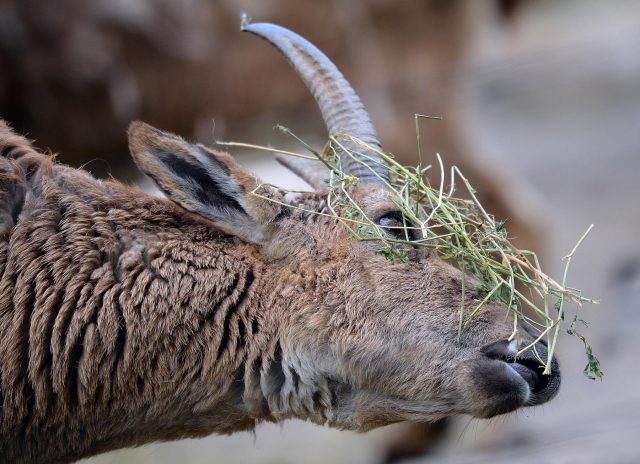 Var : attaqué par une chèvre, les secours viennent le récupérer en hélicoptère