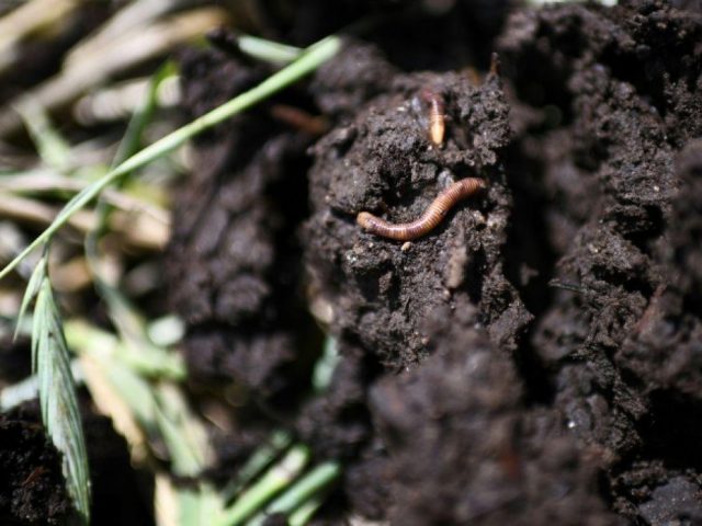 Et 42 000 ans plus tard, ces vers congelés ressuscitent !