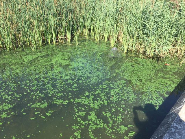 Val-de-Marne : ces étranges taches vertes dans le lac de Créteil qui inquiètent