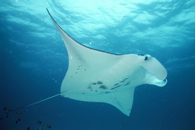 Marseille : des raies potentiellement dangereuses se rapprochent des côtes