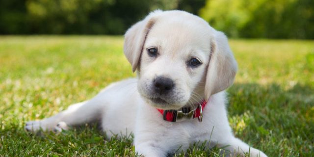 Arnaque aux propriétaires d’animaux : prudence si vous les perdez