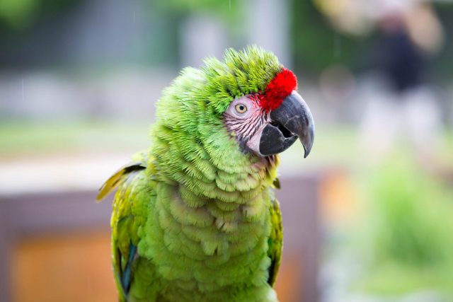 « Maman, la police » : un perroquet guetteur a été arrêté