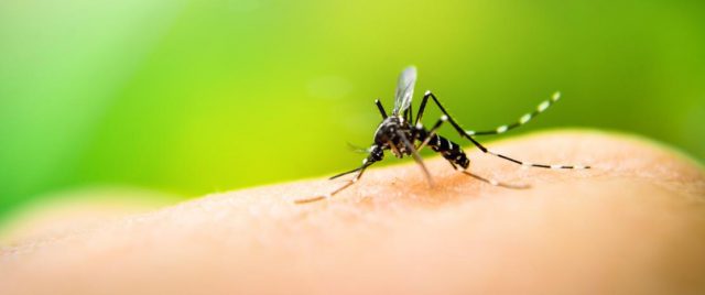 Moustiques : mais pourquoi est-ce vous qu’ils dévorent ?