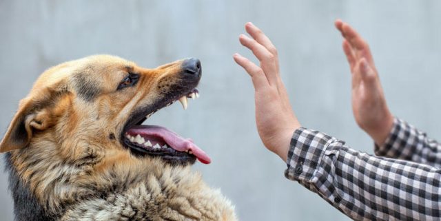 Amputée, elle perd ses mains et ses jambes à cause de la salive de son chien