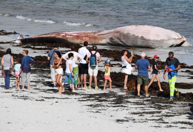 Une impressionnante baleine de 12 mètres retrouvée échouée sur une plage française