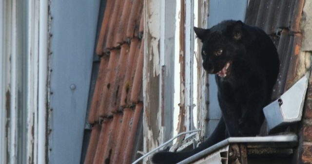 Une panthère noire sur les toits d’Armentières sème la panique