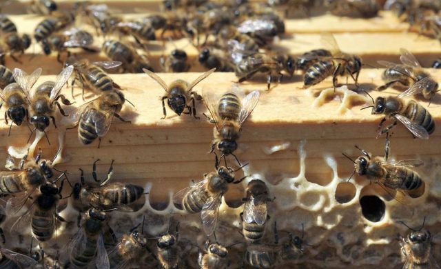 Cloué au sol, cet avion ne peut pas voler à cause d’un incroyable essaim d’abeilles