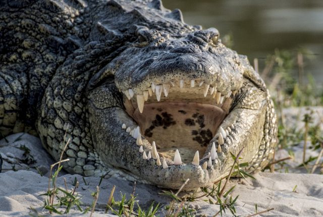 Indonésie : offre récompense à celui qui réussira à retirer un pneu du cou d’un crocodile géant