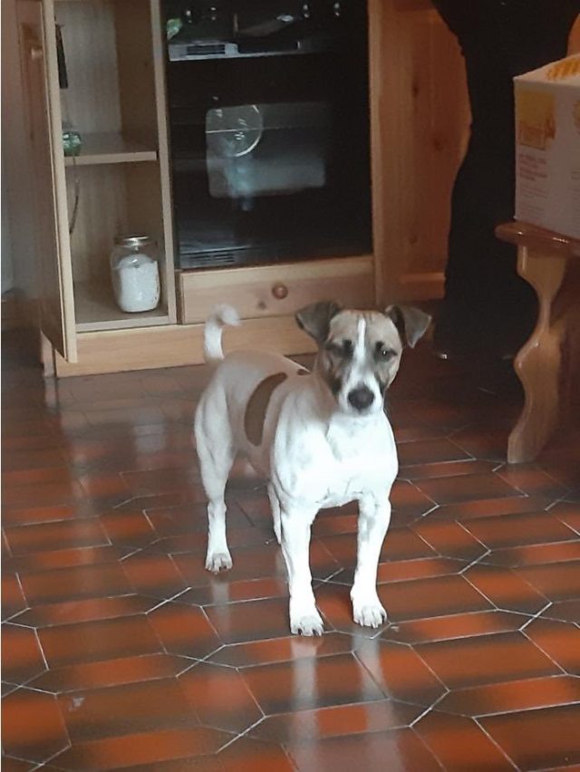 Annulation de vol : un chien « demande » une indemnité