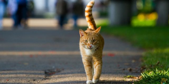 Témoignage : « Je suis croque-mort pour animaux »