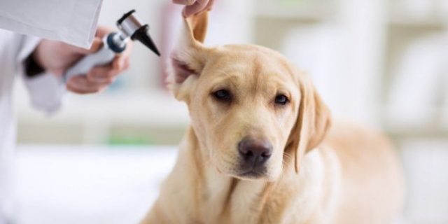 Coronavirus (Covid-19) : les vétérinaires prêtent main forte aux médecins