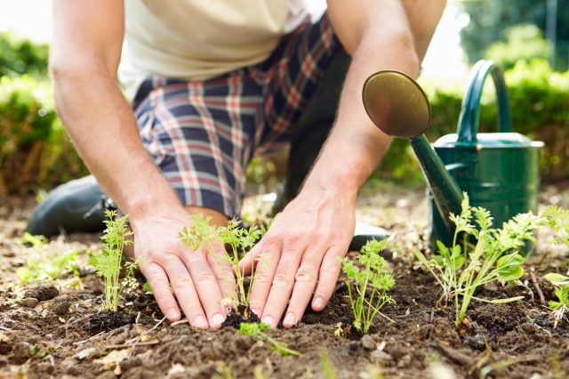 Jardineries : oui, elles sont ouvertes mais vous ne pouvez pas tout y acheter