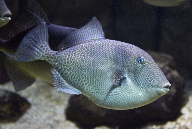 Baigneurs mordus en Méditerranée : le mystérieux poisson en cause démasqué