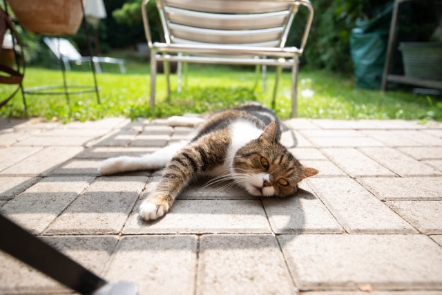 Canicule de 2003 : faut-il s’attendre au même scénario cette semaine ?
