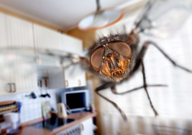 Dordogne : l’octogénaire fait exploser sa cuisine en voulant tuer une mouche