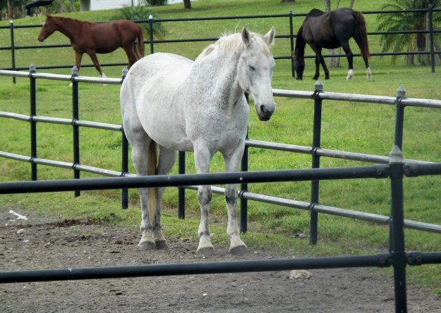 Chevaux mutilés : que sait-on de l’homme interpellé ?