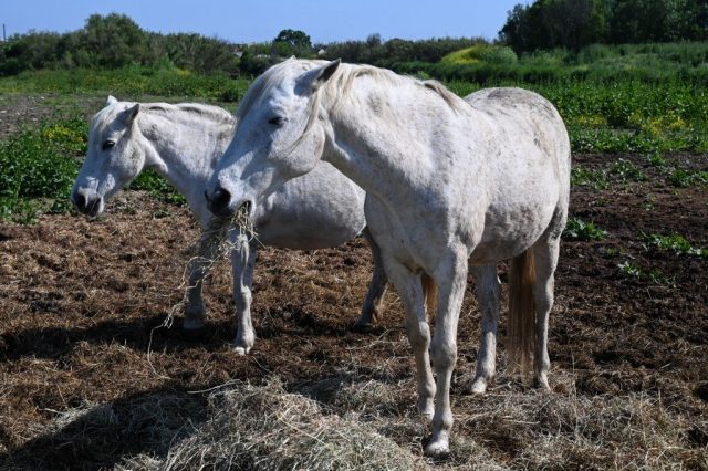 Chevaux mutilés : quels sont les départements les plus touchés ?