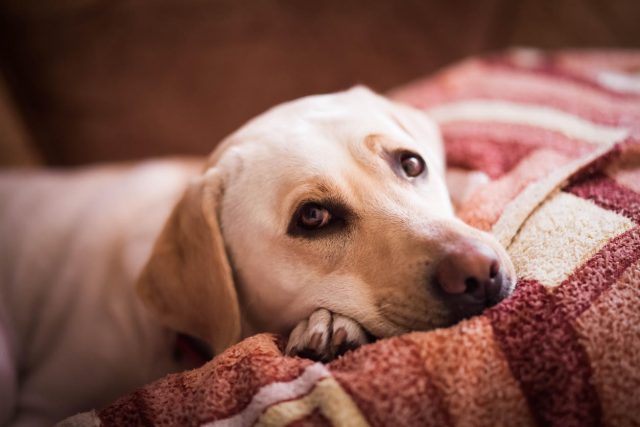 Couvre-feu : peut-on aller promener son chien après 21 heures ?