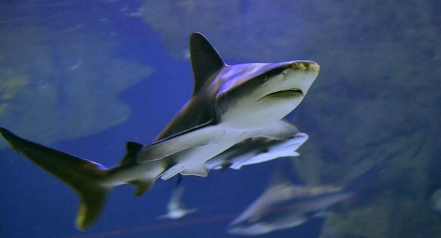 Une touriste française tuée par un requin sur l’île de Saint-Martin