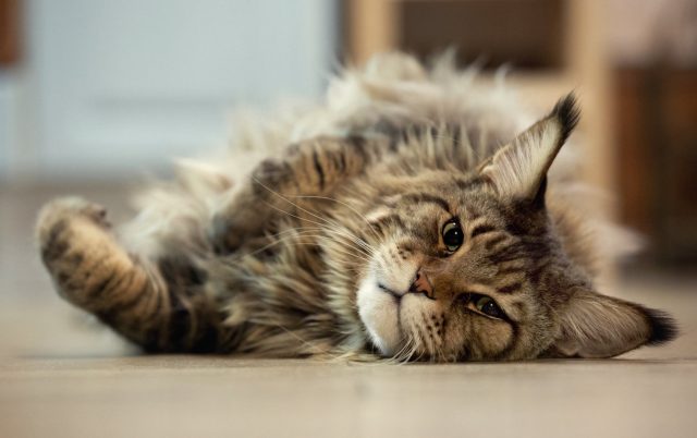 Faudra-t-il bientôt vacciner son chat contre la Covid-19 ?