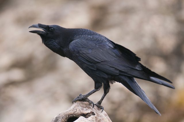 Ce mystérieux corbeau sévit en Normandie… pour égayer votre journée