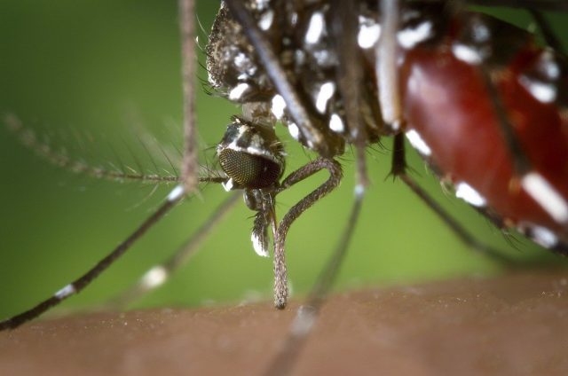 Moustique tigre : quels sont les départements où il sévit le plus ?