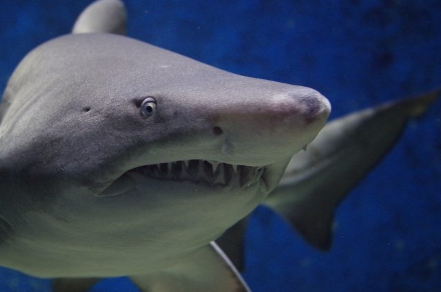 Nukumi, un grand requin blanc fonce sur les côtes européennes