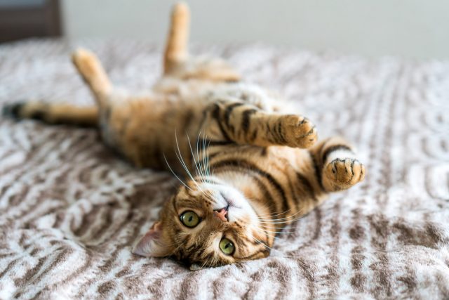 Animaux de compagnie : une assurance ? Pourquoi ça n’est pas forcément une bonne idée