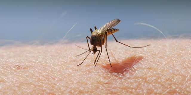 Moustique : le piège qui pourrait sauver votre été
